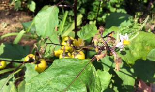 西红柿是谁 西红柿是谁