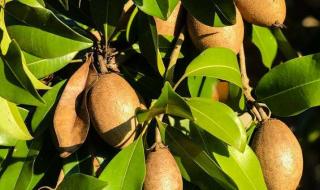 人参果树苗图片 人参果树苗图片