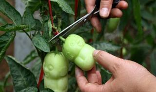 人参果树苗图片 人参果树苗图片