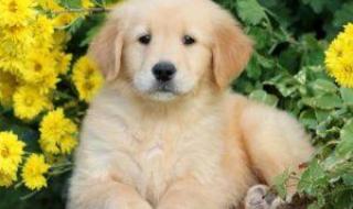 怎样训练金毛寻回犬