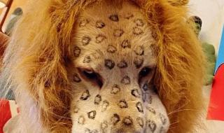 金钱豹头像是什么梗